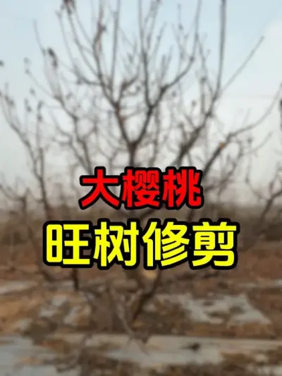 美早大樱桃修剪##车厘子大樱桃 #车厘子大樱桃树苗 #美早樱桃 #果树修剪