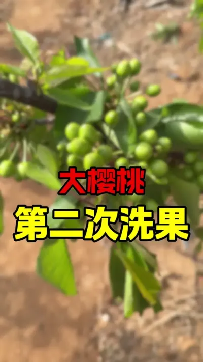 大樱桃第二次洗果#大樱桃种植管理 #车厘子大樱桃 #大樱桃授粉#果树管理