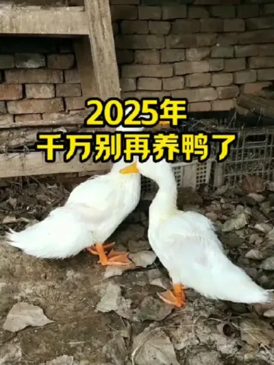2025年，千万别再养鸭了#抖音三农#养鸭#养殖