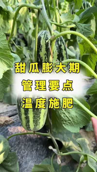 甜瓜膨大期温度管理，水肥冲施，叶面膨大！#农业种植 #甜瓜种植技术 #甜瓜 #大圣金太龙#甜瓜种植