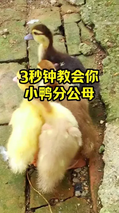 3秒钟教会你，鸭子分公母#抖音三农#养鸭#养殖