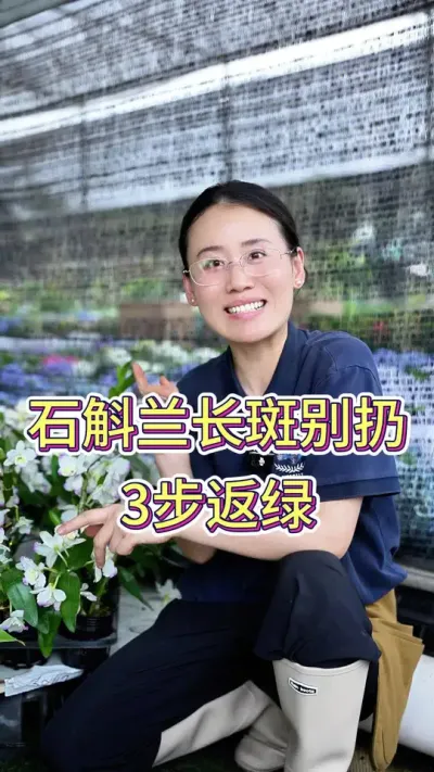 石斛兰长斑别扔，3步返绿#养花的乐趣 #养花人的乐趣 #石斛兰#石斛兰种植 #养护小知识