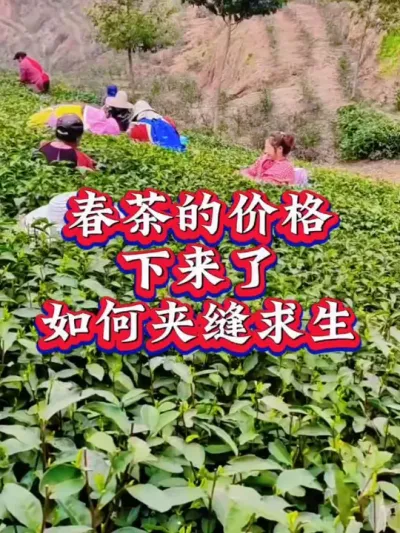 #抖音助农扶农 #助力三农 #茶树种植技术与管理 #春茶采摘