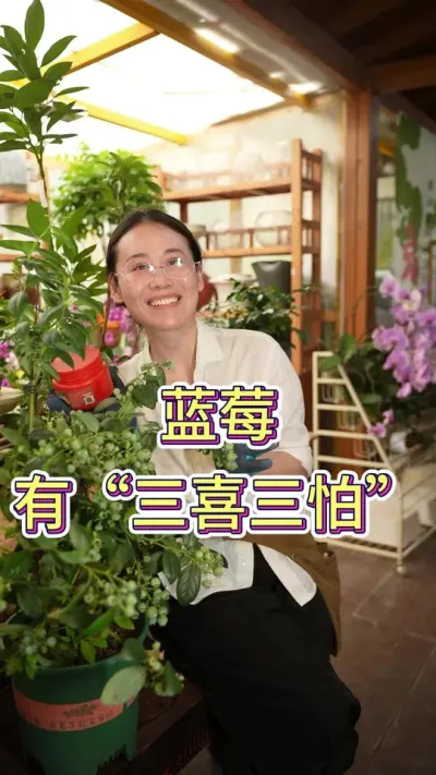 蓝莓有三喜三怕#蓝莓 #蓝莓种植 #养花小知识 #养花人的乐趣 #花卉盆栽