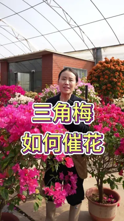 要怎样给三角梅催花#三角梅 #花卉绿植 #花卉 #三角梅盆景 #爱生活爱养花