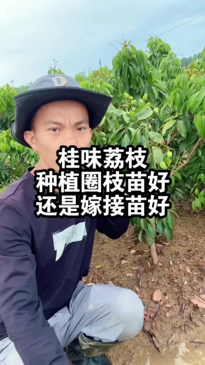桂味荔枝种植圈枝苗好，还是嫁接苗好？ #桂味荔枝 #荔枝种植 #果苗供应
