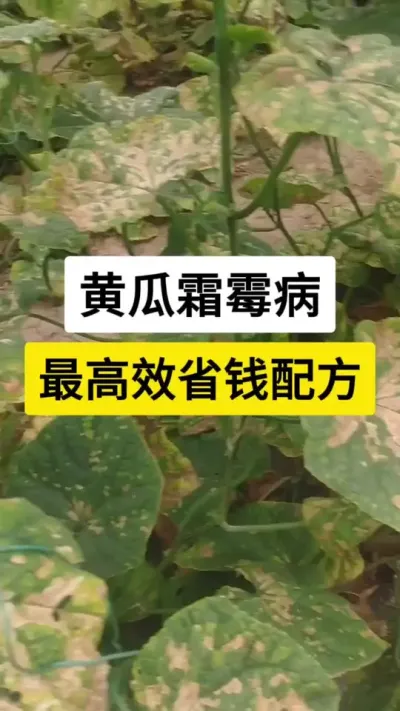 黄瓜霜霉病，最高效省钱配方 #黄瓜种植技术 #霜霉病 #黄瓜高产种植 #病虫害防治 #服务三农支持三农