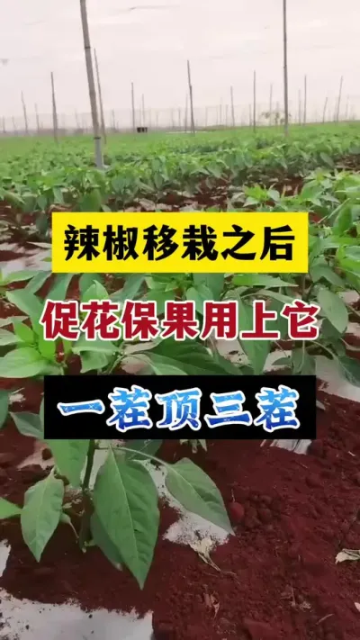 辣椒移栽之后用它喷一喷，开花多座果多，一茬顶三茬#分享农业知识帮农民增产增收 #三农 #农业种植技术