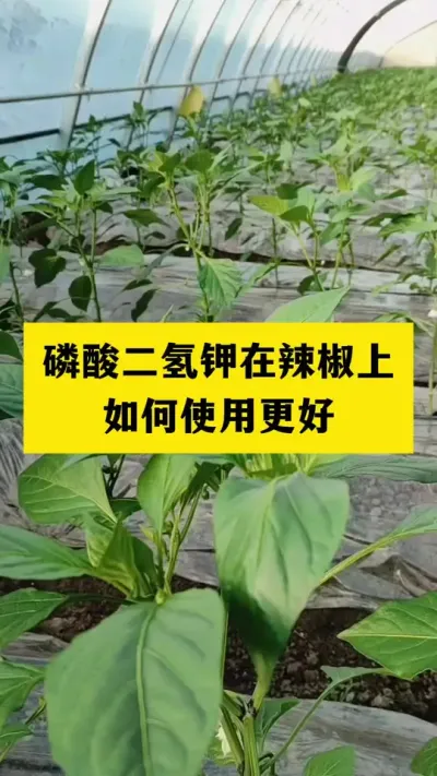 磷酸二氢钾在辣椒上的使用#分享农业知识帮农民增产增收 #农业种植技术 #三农 #抖音助农