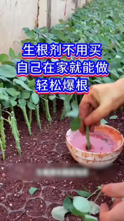 家庭养花小技巧#养花小知识 #花卉绿植 #三农