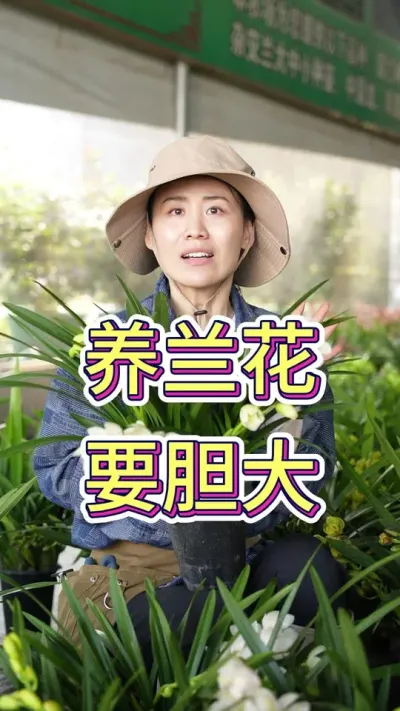 胆子大才能养好兰花#兰花 #花卉 #爱生活爱养花 #花卉绿植 #年宵花