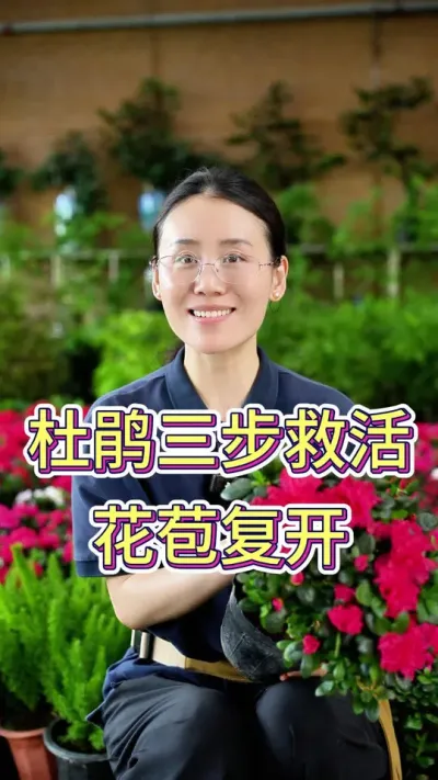 杜鹃三步救活，花苞复开#养护小知识 #杜鹃花 #养花小知识 #养花我是认真的 #花卉绿植