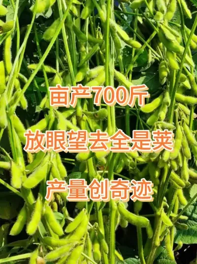 最新国审豆种，亩种八斤产量700斤 #三农流量扶持计划 #抖音助农扶农 #增产增收才是硬道理 #大豆种植 #大豆