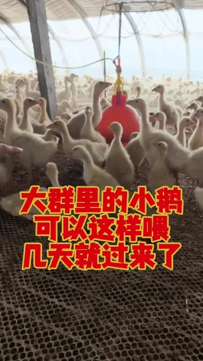 大群里挑出来的小鹅，可以这样喂，几天就过来了！#狮头鹅 #鹅苗 #养鹅人 #养鹅 #养鹅技术