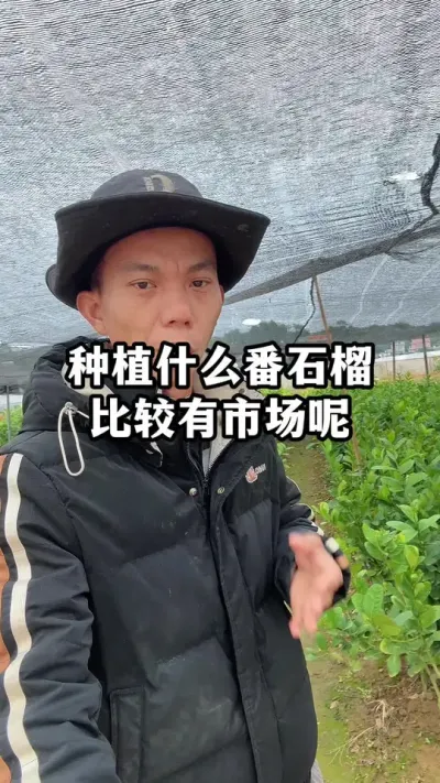 番石榴种植什么品种有市场？很多人意想不到，它比红心番石榴还贵 #红心番石榴 #红宝石番石榴 #苗木供应