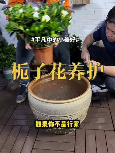 栀子花养护 #栀子花 #绿植 #栀子 养不好栀子花的，是没搞清楚这三件事