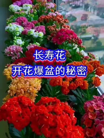 让长寿花开花的方法#养花小知识 #爱生活爱养花 #英子园艺