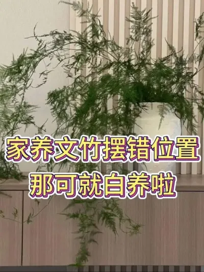 家养文竹摆错位置，那可就白养啦#文竹 #文竹盆栽 #文竹怎么养 #花卉绿植 #养花小知识