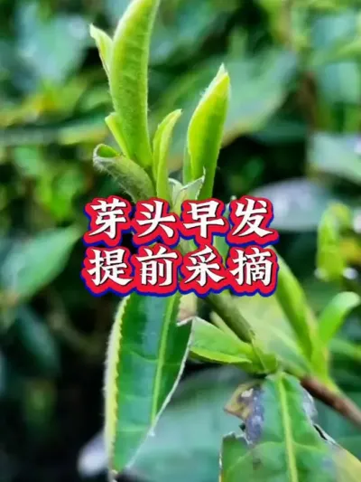#服务三农支持三农 #茶树种植技术与管理 #春茶采摘 #茶