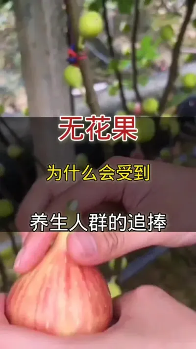 无花果为什么会受到养生人群的大力追捧#无花果#种植小技巧