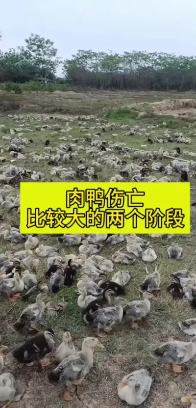 鸭子伤亡比较大的两个阶段#肉鸭养殖 #养鸭人 #养鸭技术 #禽病防治 #养鸭流程