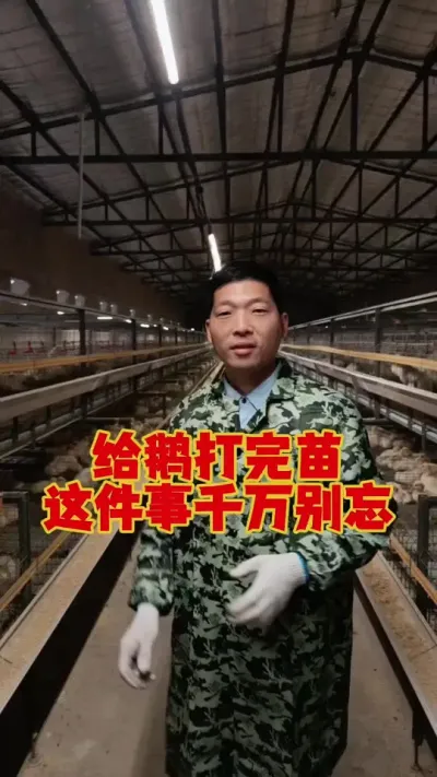 给我打完疫苗之后，这件事儿千万不能少。#科学养鹅 #养鹅技术分享 #养鹅人 #狮头鹅养殖 #三农养殖