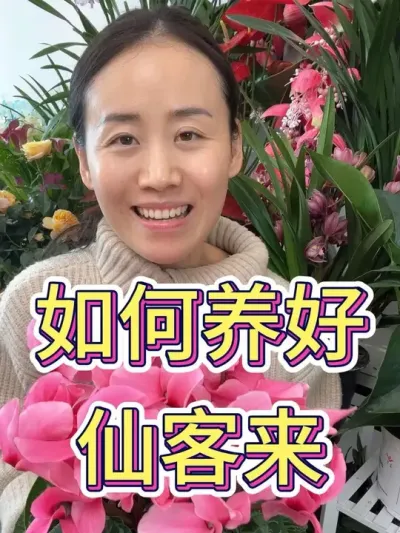 如何养好仙客来#仙客来 #仙客来养护 #花卉绿植 #养花小知识 #爱生活爱养花