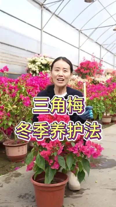 南方北方的花友们，要注意给三角梅保温#花卉绿植 #三角梅 #三角梅养护 #三角梅保温 #冬季