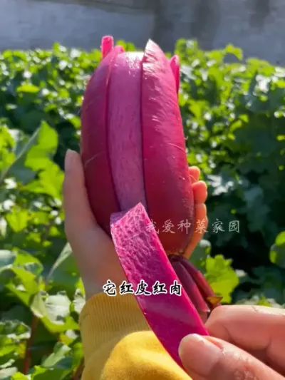 喜欢吃萝卜，您就种凤梨萝卜 #种菜 #田园生活 #凤梨萝卜