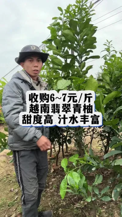 收购6~7元斤越南翡翠青柚，很多人不知道，它甜度高汁水丰富 #果苗供应 #越南翡翠青柚 #柚子