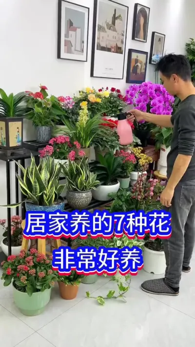 居家好养的7种花#养花小知识 #养花 #英子园艺