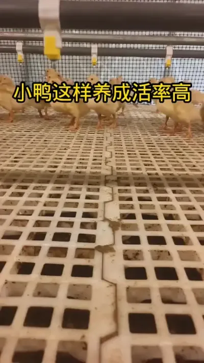 #养鸭技术 #养鸭小妙招 #养鸭流程