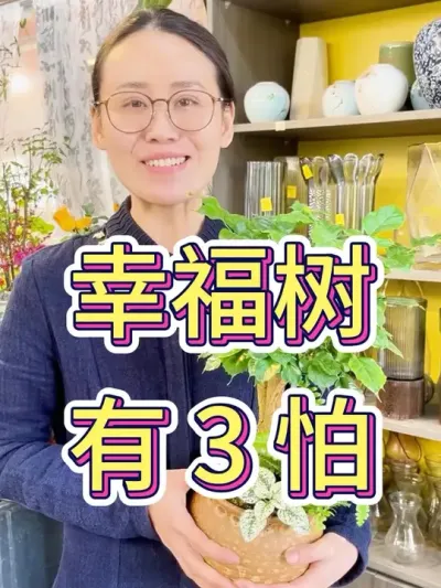幸福树有三怕#养花小知识 #花卉绿植 #幸福树绿植 #爱生活爱养花 #幸福树的养护