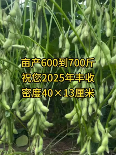 亩产600到700斤，祝您2025年丰收 #服务三农支持三农 #农业种植 #抖音助农 #三农 #大豆 @DOU+小助手 @DOU+上热门 @抖音小助手