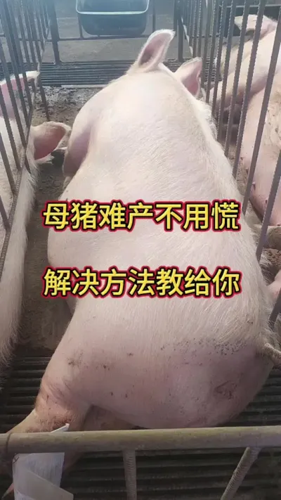 #养猪人加油干 #自繁自养 #养猪人不容易 #三农 #三农养猪