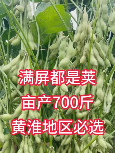 最新国审大豆，三粒四粒豆，亩产700斤 #服务三农支持三农 #抖音助农 #种子 #优质农产品 #产量特别高