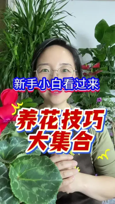适合新手养花的小技巧#养花小知识 #爱生活爱养花 #英子园艺