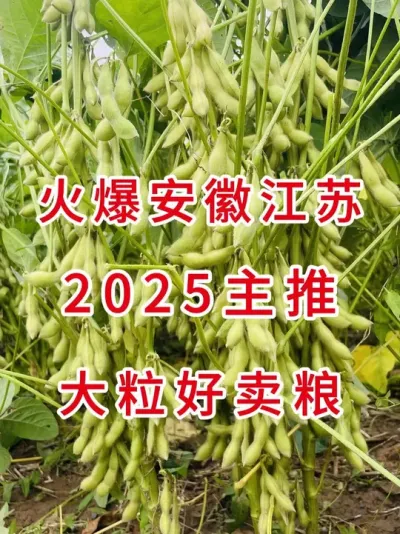 2025国审高产大豆，开始预定了 #三农流量扶持计划 #抖音助农 #大豆种植 #产量特别高 #农业种植
