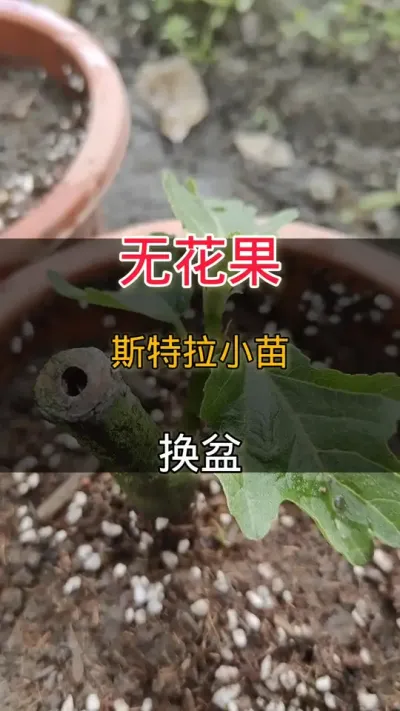 无花果斯特拉换加仑盆#无花果#种植小技巧