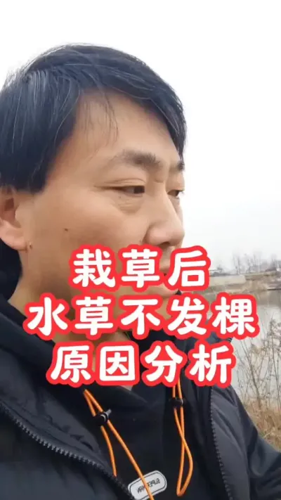 蟹塘载草后发现水草一直不发棵，可能是以下三个原因！#大闸蟹#螃蟹#河蟹养殖 #大闸蟹养殖 #抖音助农