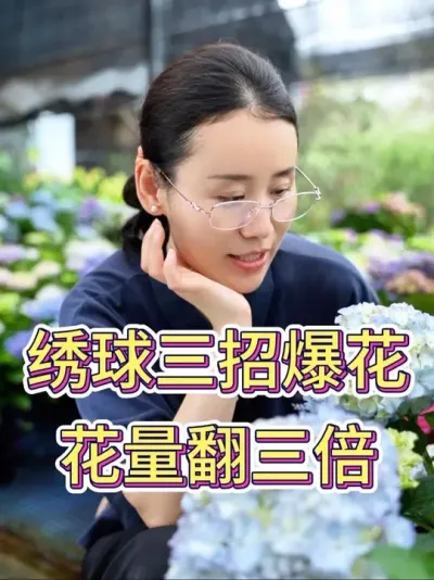 绣球三招爆花，花量翻三倍#花卉绿植 #养花小知识 #养花我是认真的 #花卉绿植盆栽 #绣球