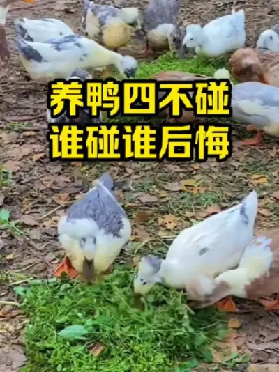 养鸭四不碰，谁碰谁后悔#抖音三农#养鸭#养殖