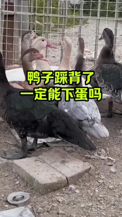 鸭子踩背后，一定能下蛋吗#抖音三农#养殖#养鸭