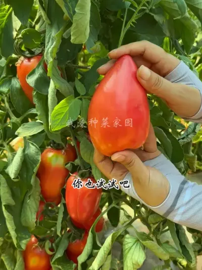 在家种菜咱啥也不种，芒果蜜番茄也要种几颗 #田园生活 #我的菜园子 #芒果蜜番茄