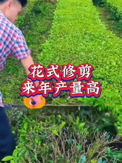 #茶树 #茶树修剪 #茶树种植技术与管理 这修剪标准吗