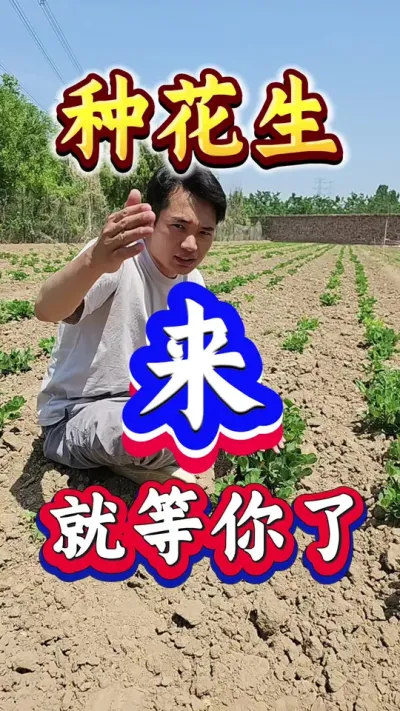 当花生进入初花期的时候千万要注意。#花生种植 #花生高产 #种花生 #花生种植管理技术 #花生高产种植