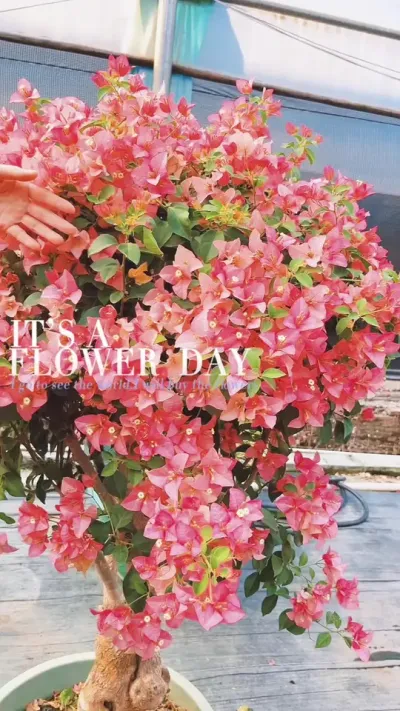 #三角梅 #三角梅盆景 #鲜花 #花卉基地 #花卉绿植