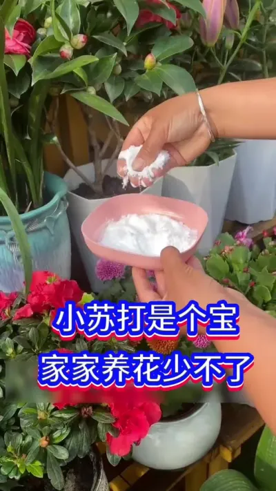 小苏打养花方法#养花小知识 #英子园艺 #花卉绿植