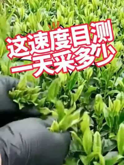 #采茶姑娘 #茶人茶事茶生活 #茶树种植技术与管理 #春茶采摘 这速度目测一天采多少合适
