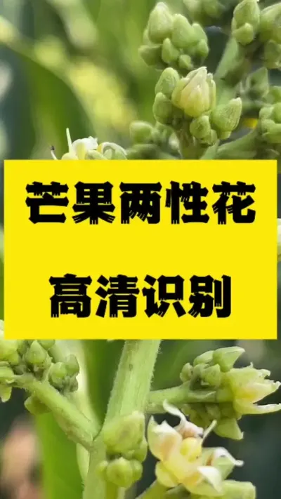 芒果两性花如何看？高清识别方法 #农业技术推广 #病虫害防治 #两性花#芒果花期三遍药